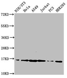 Western Blot  | Positive WB detected in: NIH/3T3 cell acid extracts, Hela cell acid extracts, A549 cell acid extracts, Jurkat cell acid extracts, PC-3 cell acid extracts, HEK293 cell acid extracts  | All lanes: HIST1H3A antibody at 2µg/ml  | Secondary  | Goat polyclonal to rabbit IgG at 1/50000 dilution  | Predicted band size: 16 kDa  | Observed band size: 16 kDaRabbit anti-Human HIST1H3A Polyclonal Antibody