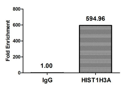 Chromatin Immunoprecipitation Hela (4*106, treated with 30mM sodium butyrate for 4h) were treated with Micrococcal Nuclease, sonicated, and immunoprecipitated with 5µg anti-HIST1H3A (Acetyl-HIST1H3A (K36) Antibody) or a control normal rabbit IgG. The resulting ChIP DNA was quantified using real-time PCR with primers against the β-Globin promoter.Rabbit anti-Human HIST1H3A Polyclonal Antibody
