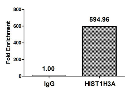 Chromatin Immunoprecipitation Hela (4*106, treated with 30mM sodium butyrate for 4h) were treated with Micrococcal Nuclease, sonicated, and immunoprecipitated with 5µg anti-HIST1H3A (Acetyl-HIST1H3A (K36) Antibody) or a control normal rabbit IgG. The resulting ChIP DNA was quantified using real-time PCR with primers against the β-Globin promoter.Rabbit anti-Human HIST1H3A Polyclonal Antibody
