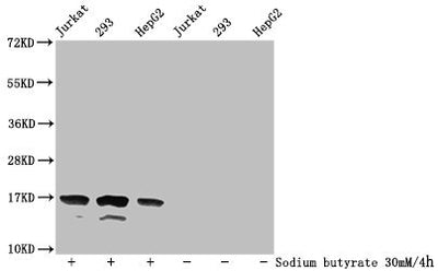 Western Blot  | Detected samples: Jurkat whole cell lysate, 293 whole cell lysate, HepG2 whole cell lysate; Untreated (-) or treated (+) with 30mM sodium butyrate for 4h  | All lanes: HIST1H3A antibody at 1:500  | Secondary  | Goat polyclonal to rabbit IgG at 1/40000 dilution  | Predicted band size: 16 kDa  | Observed band size: 16 kDaRabbit anti-Human HIST1H3A Polyclonal Antibody