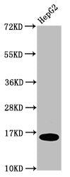 Western Blot  | Positive WB detected in: HepG2 whole cell lysate  | All lanes: HIST1H3A antibody at 0.2µg/ml  | Secondary  | Goat polyclonal to rabbit IgG at 1/50000 dilution  | Predicted band size: 16 kDa  | Observed band size: 16 kDaRabbit anti-Human HIST1H3A Polyclonal Antibody
