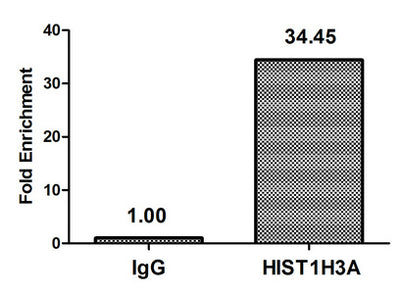 Chromatin Immunoprecipitation Hela (4*106, treated with 30mM sodium butyrate for 4h) were treated with Micrococcal Nuclease, sonicated, and immunoprecipitated with 5µg anti-HIST1H3A (Acetyl-HIST1H3A (K37) Antibody) or a control normal rabbit IgG. The resulting ChIP DNA was quantified using real-time PCR with primers against the β-Globin promoter.Rabbit anti-Human HIST1H3A Polyclonal Antibody