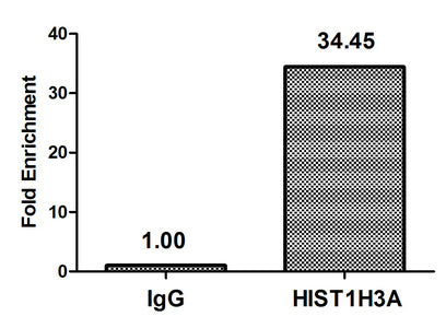Chromatin Immunoprecipitation Hela (4*106, treated with 30mM sodium butyrate for 4h) were treated with Micrococcal Nuclease, sonicated, and immunoprecipitated with 5µg anti-HIST1H3A (Acetyl-HIST1H3A (K37) Antibody) or a control normal rabbit IgG. The resulting ChIP DNA was quantified using real-time PCR with primers against the β-Globin promoter.Rabbit anti-Human HIST1H3A Polyclonal Antibody