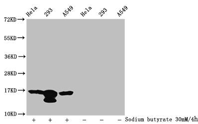 Western Blot  | Detected samples: Hela whole cell lysate, 293 whole cell lysate, A549 whole cell lysate; Untreated (-) or treated (+) with 30mM sodium butyrate for 4h  | All lanes: HIST1H3A antibody at 1:100  | Secondary  | Goat polyclonal to rabbit IgG at 1/50000 dilution  | Predicted band size: 16 kDa  | Observed band size: 16 kDaRabbit anti-Human HIST1H3A Polyclonal Antibody