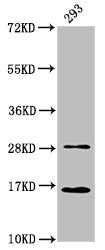 Western Blot  | Positive WB detected in: 293 whole cell lysate  | All lanes: HIST1H3A antibody at 0.59µg/ml  | Secondary  | Goat polyclonal to rabbit IgG at 1/50000 dilution  | Predicted band size: 16 kDa  | Observed band size: 16 kDaRabbit anti-Human HIST1H3A Polyclonal Antibody