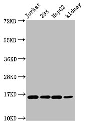Western Blot  | Positive WB detected in: Jurkat whole cell lysate, 293 whole cell lysate, HepG2 whole cell lysate, Mouse kidney tissue  | All lanes: HIST1H3A antibody at 0.64µg/ml  | Secondary  | Goat polyclonal to rabbit IgG at 1/50000 dilution  | Predicted band size: 16 kDa  | Observed band size: 16 kDaRabbit anti-Human HIST1H3A Polyclonal Antibody