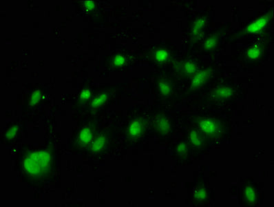 Immunofluorescence staining of Hela cells with HIST1H3A (Ab-56) Antibody at 1:1, counter-stained with DAPI. The cells were fixed in 4% formaldehyde, permeabilized using 0.2% Triton X-100 and blocked in 10% normal Goat Serum. The cells were then incubated with the antibody overnight at 4°C. The secondary antibody was Alexa Fluor 488-congugated AffiniPure Goat Anti-Rabbit IgG(H+L).Rabbit anti-Human HIST1H3A Polyclonal Antibody