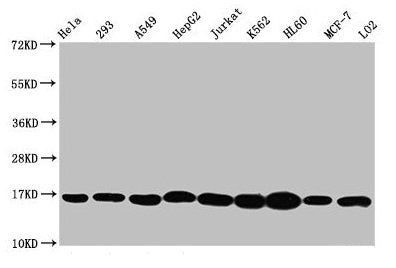 Western Blot  | Positive WB detected in: Hela whole cell lysate, 293 whole cell lysate, A549 whole cell lysate, HepG2 whole cell lysate, Jurkat whole cell lysate, K562 whole cell lysate, HL60 whole cell lysate, MCF-7 whole cell lysate, LO2 whole cell lysate  | All lanes: HIST1H3A antibody at 1:500  | Secondary  | Goat polyclonal to rabbit IgG at 1/40000 dilution  | Predicted band size: 16 kDa  | Observed band size: 16 kDaRabbit anti-Human HIST1H3A Polyclonal Antibody