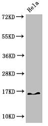 Western Blot  | Positive WB detected in: Hela cell acid extracts  | All lanes: HIST1H3A antibody at 3.125µg/ml  | Secondary  | Goat polyclonal to rabbit IgG at 1/50000 dilution  | Predicted band size: 16 kDa  | Observed band size: 16 kDaRabbit anti-Human HIST1H3A Polyclonal Antibody