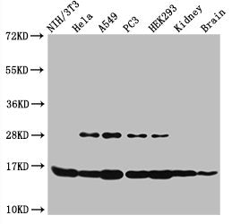 Western Blot  | Positive WB detected in: NIH/3T3 cell acid extracts, Hela cell acid extracts, A549 cell acid extracts, PC-3 cell acid extracts, HEK293 cell acid extracts, Mouse kidney tissue, Mouse brain tissue  | All lanes: HIST1H3A antibody at 2.5µg/ml  | Secondary  | Goat polyclonal to rabbit IgG at 1/50000 dilution  | Predicted band size: 16 kDa  | Observed band size: 16 kDaRabbit anti-Human HIST1H3A Polyclonal Antibody