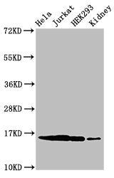 Western Blot  | Positive WB detected in: Hela cell acid extracts, Jurkat cell acid extracts, HEK293 cell acid extracts, Mouse kidney tissue  | All lanes: HIST1H3A antibody at 0.4µg/ml  | Secondary  | Goat polyclonal to rabbit IgG at 1/50000 dilution  | Predicted band size: 16 kDa  | Observed band size: 16 kDaRabbit anti-Human HIST1H3A Polyclonal Antibody