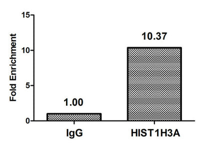 Chromatin Immunoprecipitation Hela (4*106, treated with 30mM sodium butyrate for 4h) were treated with Micrococcal Nuclease, sonicated, and immunoprecipitated with 5µg anti-HIST1H3A (Acetyl-HIST1H3A (K9) Antibody) or a control normal rabbit IgG. The resulting ChIP DNA was quantified using real-time PCR with primers against the β-Globin promoter.Rabbit anti-Human HIST1H3A Polyclonal Antibody