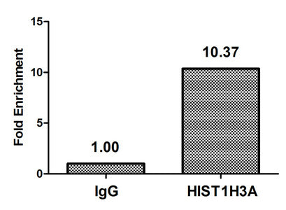 Chromatin Immunoprecipitation Hela (4*106, treated with 30mM sodium butyrate for 4h) were treated with Micrococcal Nuclease, sonicated, and immunoprecipitated with 5µg anti-HIST1H3A (Acetyl-HIST1H3A (K9) Antibody) or a control normal rabbit IgG. The resulting ChIP DNA was quantified using real-time PCR with primers against the β-Globin promoter.Rabbit anti-Human HIST1H3A Polyclonal Antibody