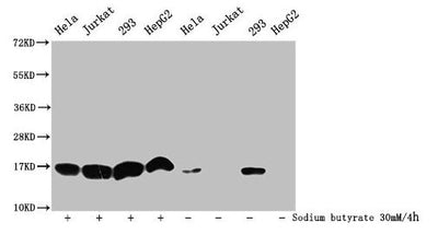 Western Blot  | Detected samples: Hela whole cell lysate, Jurkat whole cell lysate, 293 whole cell lysate, HepG2 whole cell lysate; Untreated (-) or treated (+) with 30mM sodium butyrate for 4h  | All lanes: HIST1H3A antibody at 1:500  | Secondary  | Goat polyclonal to rabbit IgG at 1/40000 dilution  | Predicted band size: 16 kDa  | Observed band size: 16 kDaRabbit anti-Human HIST1H3A Polyclonal Antibody