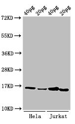 Western Blot  | Positive WB detected in: Hela cell acid extracts, Jurkat cell acid extracts  | All lanes: HIST1H3A antibody at 1µg/ml  | Secondary  | Goat polyclonal to rabbit IgG at 1/50000 dilution  | Predicted band size: 16 kDa  | Observed band size: 16 kDaRabbit anti-Human HIST1H3A Polyclonal Antibody
