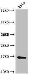 Western Blot  | Positive WB detected in: Hela cell acid extracts  | All lanes: HIST1H3A antibody at 2µg/ml  | Secondary  | Goat polyclonal to rabbit IgG at 1/50000 dilution  | Predicted band size: 16 kDa  | Observed band size: 16 kDaRabbit anti-Human HIST1H3A Polyclonal Antibody