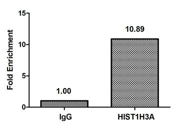 Chromatin Immunoprecipitation Hela (4*106) were treated with Micrococcal Nuclease, sonicated, and immunoprecipitated with 8µg anti-HIST1H3A (HIST1H3A (Ab-9) Antibody) or a control normal rabbit IgG. The resulting ChIP DNA was quantified using real-time PCR with primers against the β-Globin promoter.Rabbit anti-Human HIST1H3A Polyclonal Antibody