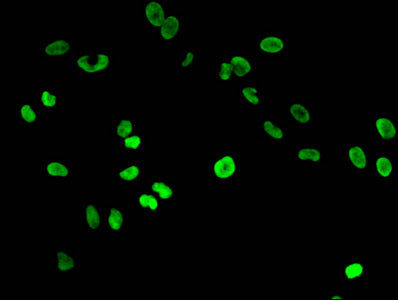 Immunofluorescent analysis of Hela cells using HIST1H3A (Ab-9) Antibody at dilution of 1:100 and Alexa Fluor 488-congugated AffiniPure Goat Anti-Rabbit IgG(H+L)Rabbit anti-Human HIST1H3A Polyclonal Antibody