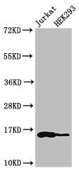 Western Blot  | Positive WB detected in: Jurkat cell acid extracts, HEK293 cell acid extracts  | All lanes: HIST1H3A antibody at 1µg/ml  | Secondary  | Goat polyclonal to rabbit IgG at 1/50000 dilution  | Predicted band size: 16 kDa  | Observed band size: 16 kDaRabbit anti-Human HIST1H3A Polyclonal Antibody