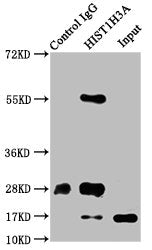 Immunoprecipitating HIST1H3A in Hela whole cell lysate  | Lane 1: Rabbit control IgG instead of Phospho-HIST1H3A (S10) Antibody in Hela whole cell lysate. For western blotting, a HRP-conjugated Protein G antibody was used as the secondary antibody (1/2000)  | Lane 2: Phospho-HIST1H3A (S10) Antibody (5µg) + Hela whole cell lysate (500µg)  | Lane 3: Hela whole cell lysate (20µg)Rabbit anti-Human HIST1H3A Polyclonal Antibody