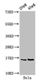 Western Blot  | Positive WB detected in: Hela whole cell lysate  | All lanes: HIST1H3A antibody at 0.4µg/ml  | Secondary  | Goat polyclonal to rabbit IgG at 1/50000 dilution  | Predicted band size: 16 kDa  | Observed band size: 16 kDaRabbit anti-Human HIST1H3A Polyclonal Antibody