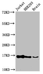 Western Blot  | Positive WB detected in: Jurkat cell acid extracts, HEK293 cell acid extracts, Mouse brain tissue  | All lanes: HIST1H3A antibody at 1µg/ml  | Secondary  | Goat polyclonal to rabbit IgG at 1/50000 dilution  | Predicted band size: 16 kDa  | Observed band size: 16 kDaRabbit anti-Human HIST1H3A Polyclonal Antibody