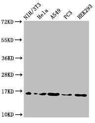 Western Blot  | Positive WB detected in: NIH/3T3 cell acid extracts, Hela cell acid extracts, A549 cell acid extracts, PC-3 cell acid extracts, HEK293 cell acid extracts  | All lanes: HIST1H3A antibody at 2µg/ml  | Secondary  | Goat polyclonal to rabbit IgG at 1/50000 dilution  | Predicted band size: 16 kDa  | Observed band size: 16 kDaRabbit anti-Human HIST1H3A Polyclonal Antibody