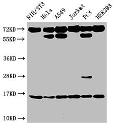 Western Blot  | Positive WB detected in: NIH/3T3 cell acid extracts, Hela cell acid extracts, A549 cell acid extracts, Jurkat cell acid extracts, PC-3 cell acid extracts, HEK293 cell acid extracts  | All lanes: HIST1H3A antibody at 2µg/ml  | Secondary  | Goat polyclonal to rabbit IgG at 1/50000 dilution  | Predicted band size: 16 kDa  | Observed band size: 16 kDaRabbit anti-Human HIST1H3A Polyclonal Antibody