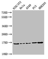 Western Blot  | Positive WB detected in: NIH/3T3 cell acid extracts, Hela cell acid extracts, A549 cell acid extracts, PC-3 cell acid extracts, HEK293 cell acid extracts  | All lanes: HIST1H3A antibody at 2µg/ml  | Secondary  | Goat polyclonal to rabbit IgG at 1/50000 dilution  | Predicted band size: 16 kDa  | Observed band size: 16 kDaRabbit anti-Human HIST1H3A Polyclonal Antibody