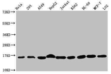 Western Blot  | Positive WB detected in: Hela whole cell lysate, 293 whole cell lysate, A549 whole cell lysate, HepG2 whole cell lysate, Jurkat whole cell lysate, K562 whole cell lysate, HL60 whole cell lysate, MCF-7 whole cell lysate, LO2 whole cell lysate  | All lanes: HIST1H3A antibody at 1:500  | Secondary  | Goat polyclonal to rabbit IgG at 1/40000 dilution  | Predicted band size: 16 kDa  | Observed band size: 16 kDaRabbit anti-Human HIST1H3A Polyclonal Antibody