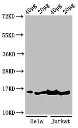 Western Blot  | Positive WB detected in: Hela cell acid extracts, Jurkat cell acid extracts  | All lanes: HIST1H3A antibody at 1µg/ml  | Secondary  | Goat polyclonal to rabbit IgG at 1/50000 dilution  | Predicted band size: 16 kDa  | Observed band size: 16 kDaRabbit anti-Human HIST1H3A Polyclonal Antibody