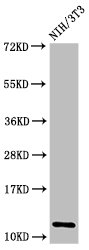 Western Blot  | Positive WB detected in: NIH/3T3 cell acid extracts  | All lanes: HIST1H4A antibody at 0.8µg/ml  | Secondary  | Goat polyclonal to rabbit IgG at 1/50000 dilution  | Predicted band size: 12 kDa  | Observed band size: 12 kDaRabbit anti-Human HIST1H4A Polyclonal Antibody
