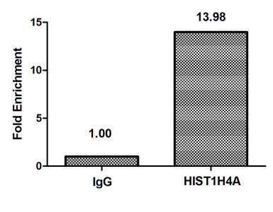 Chromatin Immunoprecipitation Hela (4*106) were treated with Micrococcal Nuclease, sonicated, and immunoprecipitated with 8µg anti-HIST1H4A (HIST1H4A (Ab-3) Antibody) or a control normal rabbit IgG. The resulting ChIP DNA was quantified using real-time PCR with primers against the β-Globin promoter.Rabbit anti-Human HIST1H4A Polyclonal Antibody