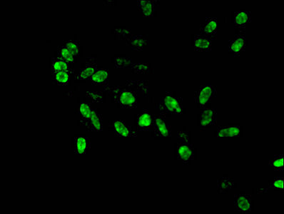 Immunofluorescent analysis of Hela cells using HIST1H4A (Ab-3) Antibody at dilution of 1:100 and Alexa Fluor 488-congugated AffiniPure Goat Anti-Rabbit IgG(H+L)Rabbit anti-Human HIST1H4A Polyclonal Antibody