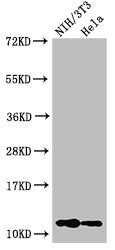 Western Blot  | Positive WB detected in: NIH/3T3 cell acid extracts, Hela cell acid extracts  | All lanes: HIST1H4A antibody at 1µg/ml  | Secondary  | Goat polyclonal to rabbit IgG at 1/50000 dilution  | Predicted band size: 12 kDa  | Observed band size: 12 kDaRabbit anti-Human HIST1H4A Polyclonal Antibody
