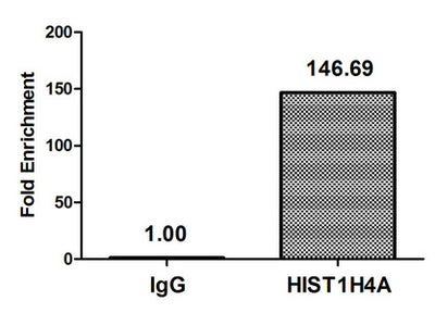 Chromatin Immunoprecipitation Hela (4*106, treated with 30mM sodium crotonylate for 4h) were treated with Micrococcal Nuclease, sonicated, and immunoprecipitated with 5µg anti-HIST1H4A (Crotonyl-HIST1H4A (K5) Antibody) or a control normal rabbit IgG. The resulting ChIP DNA was quantified using real-time PCR with primers against the β-Globin promoter.Rabbit anti-Human HIST1H4A Polyclonal Antibody