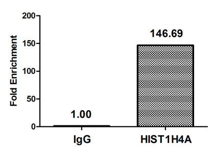 Chromatin Immunoprecipitation Hela (4*106, treated with 30mM sodium crotonylate for 4h) were treated with Micrococcal Nuclease, sonicated, and immunoprecipitated with 5µg anti-HIST1H4A (Crotonyl-HIST1H4A (K5) Antibody) or a control normal rabbit IgG. The resulting ChIP DNA was quantified using real-time PCR with primers against the β-Globin promoter.Rabbit anti-Human HIST1H4A Polyclonal Antibody