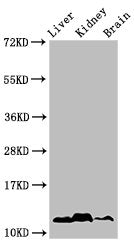 Western Blot  | Positive WB detected in: Mouse liver tissue, Mouse kideny tissue, Mouse brain tissue  | All lanes: HIST1H4A antibody at 1µg/ml  | Secondary  | Goat polyclonal to rabbit IgG at 1/50000 dilution  | Predicted band size: 12 kDa  | Observed band size: 12 kDaRabbit anti-Human HIST1H4A Polyclonal Antibody