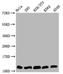 Western Blot  | Positive WB detected in: Hela whole cell lysate, 293 whole cell lysate, NIH/3T3 whole cell lysate, K562 whole cell lysate, A549 whole cell lysate  | All lanes: HIST1H4A antibody at 0.4µg/ml  | Secondary  | Goat polyclonal to rabbit IgG at 1/50000 dilution  | Predicted band size: 12 kDa  | Observed band size: 12 kDaRabbit anti-Human HIST1H4A Polyclonal Antibody