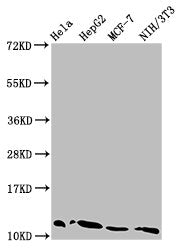 Western Blot  | Positive WB detected in: Hela whole cell lysate, HepG2 whole cell lysate, MCF-7 whole cell lysate, NIH/3T3 whole cell lysate  | All lanes: HIST1H4A antibody at 0.08μg/ml  | Secondary  | Goat polyclonal to rabbit IgG at 1/50000 dilution  | Predicted band size: 12 kDa  | Observed band size: 12 kDaRabbit anti-Human HIST1H4A Polyclonal Antibody