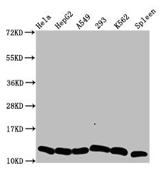 Western Blot  | Positive WB detected in: Hela whole cell lysate, HepG2 whole cell lysate, A549 whole cell lysate, 293 whole cell lysate, K562 whole cell lysate, Rat spleen tissue  | All lanes: HIST1H4A antibody at 0.6μg/ml  | Secondary  | Goat polyclonal to rabbit IgG at 1/50000 dilution  | Predicted band size: 12 kDa  | Observed band size: 12 kDaRabbit anti-Human HIST1H4A Polyclonal Antibody