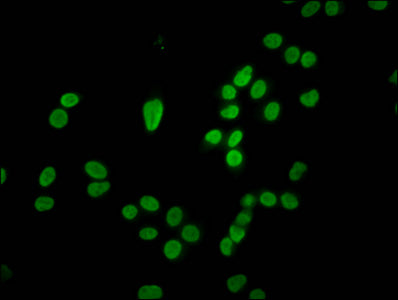 Immunofluorescence staining of Hela cells with HIST1H4A (Ab-5) Antibody at 1:1.5, counter-stained with DAPI. The cells were fixed in 4% formaldehyde, permeabilized using 0.2% Triton X-100 and blocked in 10% normal Goat Serum. The cells were then incubated with the antibody overnight at 4°C. The secondary antibody was Alexa Fluor 488-congugated AffiniPure Goat Anti-Rabbit IgG(H+L).Rabbit anti-Human HIST1H4A Polyclonal Antibody