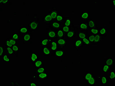 Immunofluorescence staining of Hela cells with HIST1H4A (Ab-5) Antibody at 1:2.5, counter-stained with DAPI. The cells were fixed in 4% formaldehyde, permeabilized using 0.2% Triton X-100 and blocked in 10% normal Goat Serum. The cells were then incubated with the antibody overnight at 4°C. The secondary antibody was Alexa Fluor 488-congugated AffiniPure Goat Anti-Rabbit IgG(H+L).Rabbit anti-Human HIST1H4A Polyclonal Antibody