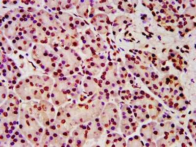 IHC image of HIST1H4A (Ab-5) Antibody diluted at 1:5 and staining in paraffin-embedded human pancreatic tissue performed on a Leica BondTM system. After dewaxing and hydration, antigen retrieval was mediated by high pressure in a citrate buffer (pH 6.0). Section was blocked with 10% normal goat serum 30min at RT. Then primary antibody (1% BSA) was incubated at 4°C overnight. The primary is detected by a biotinylated secondary antibody and visualized using an HRP conjugated SP system.Rabbit anti-Human HIST1H4A Polyclonal Antibody