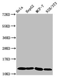 Western Blot  | Positive WB detected in: Hela whole cell lysate, HepG2 whole cell lysate, MCF-7 whole cell lysate, NIH/3T3 whole cell lysate  | All lanes: HIST1H4A antibody at 0.6µg/ml  | Secondary  | Goat polyclonal to rabbit IgG at 1/50000 dilution  | Predicted band size: 12 kDa  | Observed band size: 12 kDaRabbit anti-Human HIST1H4A Polyclonal Antibody