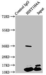 Immunoprecipitating HIST1H4A in Hela whole cell lysate  | Lane 1: Rabbit control IgG instead of Propionyl-HIST1H4A (K5) Antibody in Hela whole cell lysate. For western blotting, a HRP-conjugated Protein G antibody was used as the secondary antibody (1/2000)  | Lane 2: Propionyl-HIST1H4A (K5) Antibody (5µg) + Hela whole cell lysate (500µg)  | Lane 3: Hela whole cell lysate (20µg)Rabbit anti-Human HIST1H4A Polyclonal Antibody