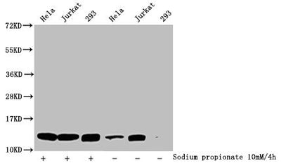 Western Blot  | Detected samples: Hela whole cell lysate, Jurkat whole cell lysate, 293 whole cell lysate; Untreated (-) or treated (+) with 10mM sodium propionate for 4h  | All lanes: HIST1H4A antibody at 1:1000  | Secondary  | Goat polyclonal to rabbit IgG at 1/40000 dilution  | Predicted band size: 12 kDa  | Observed band size: 12 kDaRabbit anti-Human HIST1H4A Polyclonal Antibody