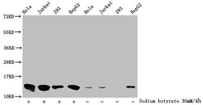 Western Blot  | Detected samples: Hela whole cell lysate, Jurkat whole cell lysate, 293 whole cell lysate, HepG2 whole cell lysate; Untreated (-) or treated (+) with 30mM sodium butyrate for 4h  | All lanes: HIST1H4A antibody at 1:2000  | Secondary  | Goat polyclonal to rabbit IgG at 1/40000 dilution  | Predicted band size: 12 kDa  | Observed band size: 12 kDaRabbit anti-Human HIST1H4A Polyclonal Antibody