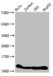 Western Blot  | Positive WB detected in: Hela whole cell lysate, Jurkat whole cell lysate, 293 whole cell lysate, HepG2 whole cell lysate (treated by 30mM sodium crotonylate for 4h)  | All lanes: HIST1H4A antibody at 1.6µg/ml  | Secondary  | Goat polyclonal to rabbit IgG at 1/50000 dilution  | Predicted band size: 12 kDa  | Observed band size: 12 kDaRabbit anti-Human HIST1H4A Polyclonal Antibody