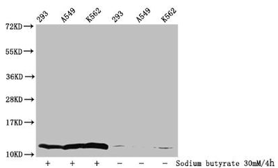 Western Blot  | Detected samples: 293 whole cell lysate, A549 whole cell lysate, K562 whole cell lysate; Untreated (-) or treated (+) with 30mM sodium butyrate for 4h  | All lanes: HIST1H4A antibody at 1:100  | Secondary  | Goat polyclonal to rabbit IgG at 1/50000 dilution  | Predicted band size: 12 kDa  | Observed band size: 12 kDaRabbit anti-Human HIST1H4A Polyclonal Antibody